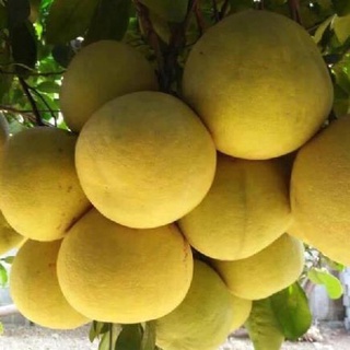 Cây Bưởi Đỏ Tân Lạc Vỏ Vàng Ruột Đỏ Siêu Trái .