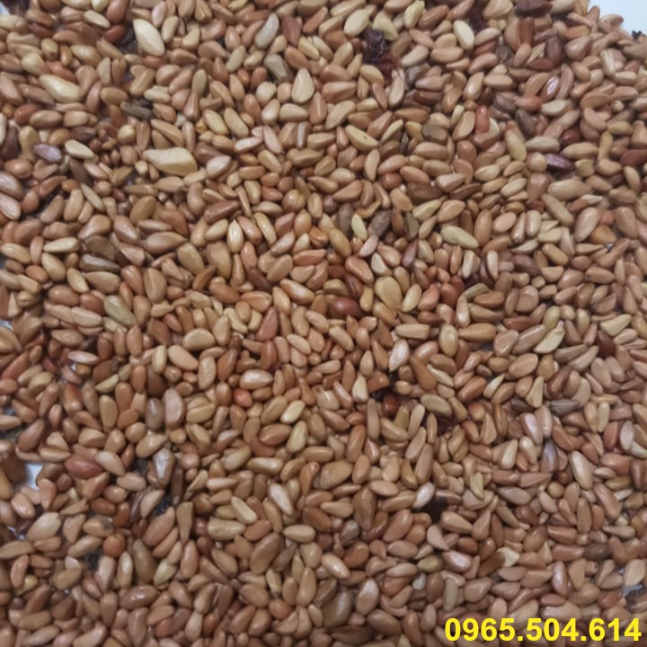 Gói 20 Hạt giống Hoa hồng leo Pháp - Mix đủ màu