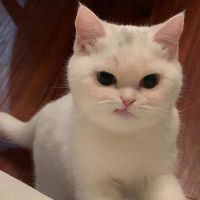 wo_quiin