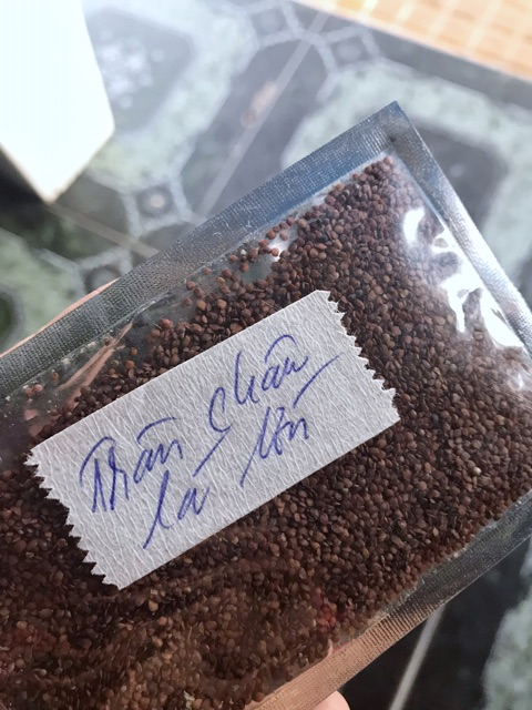 HẠT GIỐNG THỦY SINH SỐ 2 TRÂN CHÂU LÁ LỚN 10g