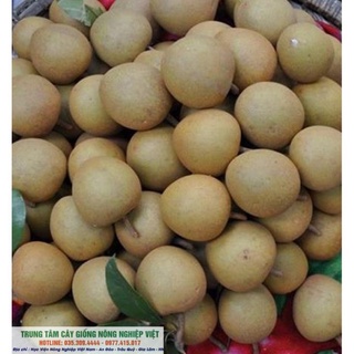 Cây Giống Hồng Xiêm Xuân Đỉnh .