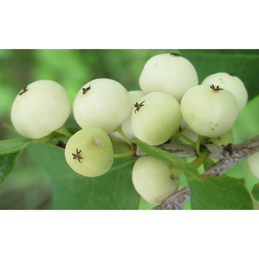 Cây cơm nguội JINDO 1 kg tác dụng hỗ trợ cho da, g_an, x_ương khớp