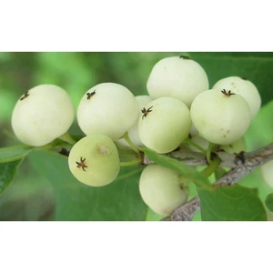 Cây cơm nguội JINDO 1 kg tác dụng hỗ trợ cho da, g_an, x_ương khớp