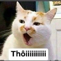 n.t.p.thao32