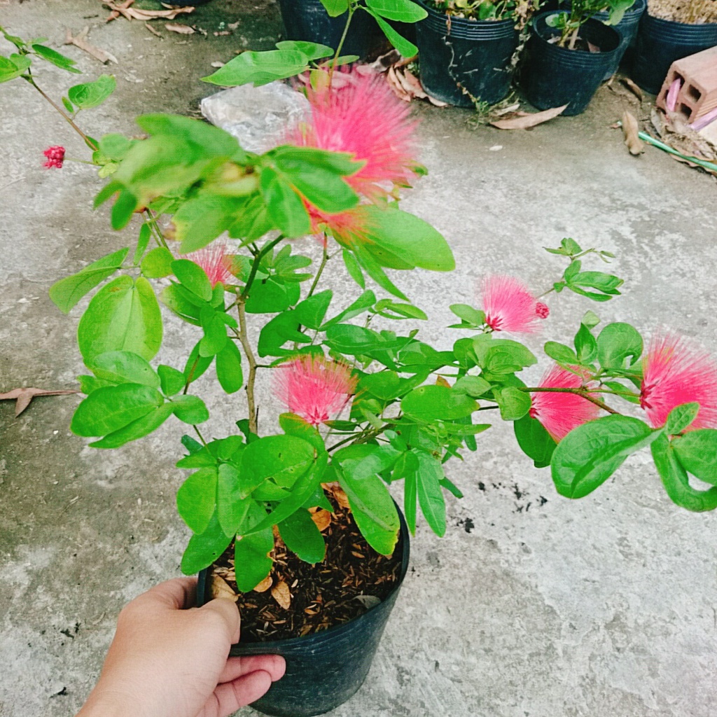 Cây Điệp Lào ( Cây Pháo Hoa )
