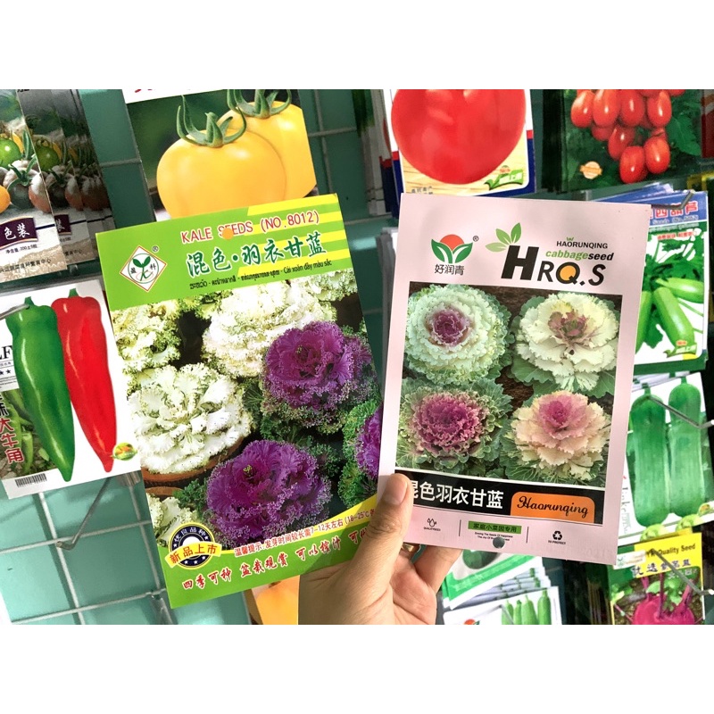 Kale hoa hồng đẹp, ngon nhiều dinh dưỡng Shopee Việt Nam