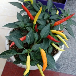 Hạt giống ớt chỉ thiên
