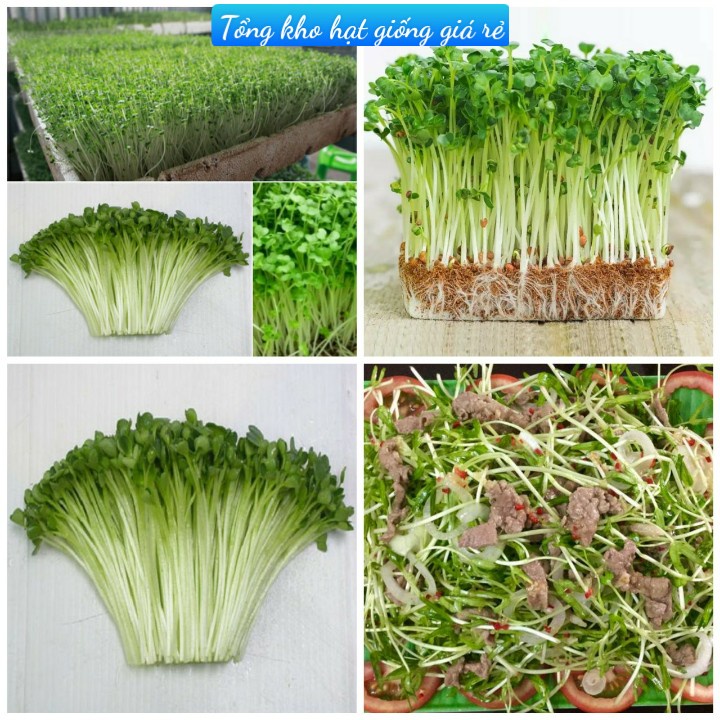 (Gói 1000 hạt)Hạt giống rau mầm xanhkháng bệnh tốt năng suất cao-Tổng ...