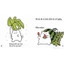 Sách Ehon - Maru và hạt dưa - Ehon dành cho bé từ 2 - 8 tuổi