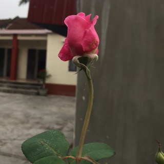buithitham810