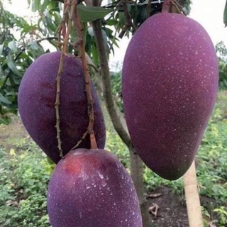 Cây Xoài Tím Thái Giống Chuẩn .
