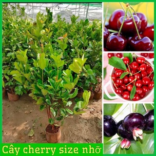 Cây cherry Brazil choai cao 80-90 cm (ảnh chụp thật tại vườn) .