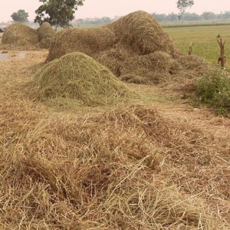 Rơm Rạ Khô 1kg | Shopee Việt Nam