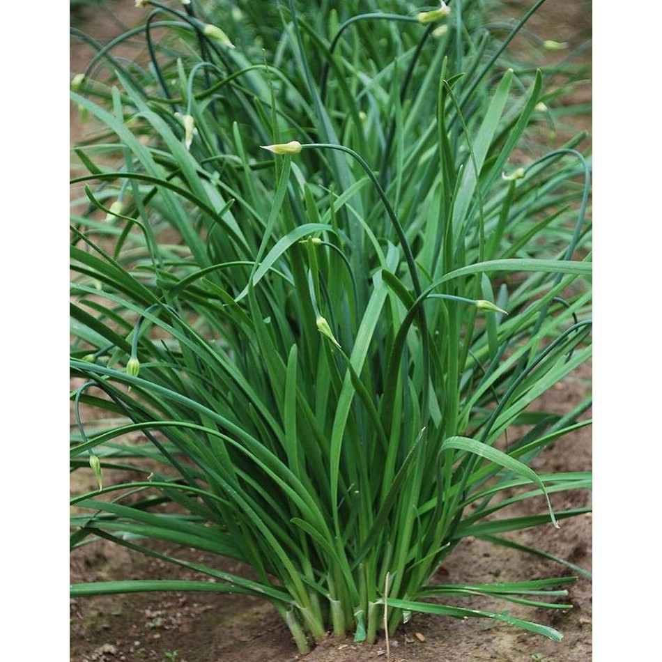 hạt giống rau hẹ cực dễ trồng chống chịu sâu bệnh gói 2 gam hạt [ NONG TRAI XANH ]