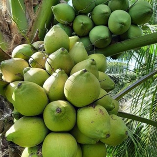 Cây giống dừa xiêm lùn Bến Tre siêu trái nước ngọt 2 năm ra quả ( ảnh thât) .