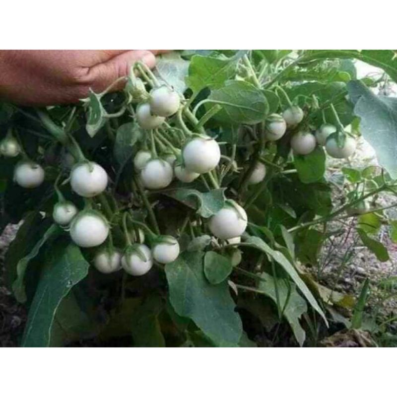 2gr hạt giống cà pháo trắng giòn 😍😍siêu quả@😍😍 chất lượng cao