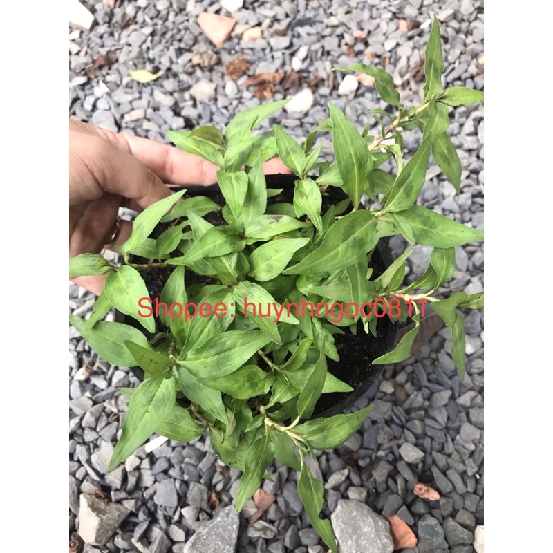 Chậu cây rau răm/cây thuỷ liễu | Shopee Việt Nam