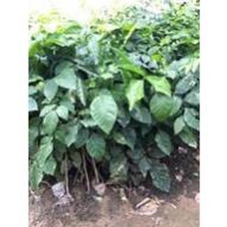 Cây Giống Quất Hồng Bì( Vua Của Các Loại Trái Cây Mùa Hè Cực Dễ Trồng Và Chăm Sóc ) .