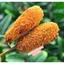 combo 8 cây hotdog xúc xích phô mai thơm béo (chỉ giao sài gòn)