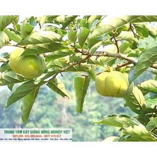 Cây Giống Hồng Giòn Đà Lạt Vỏ Mỏng Tanh .