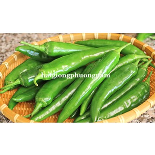 5 Hạt - Hạt Giống Ớt Sừng Ngọt Hàn Quốc Phương Nam
