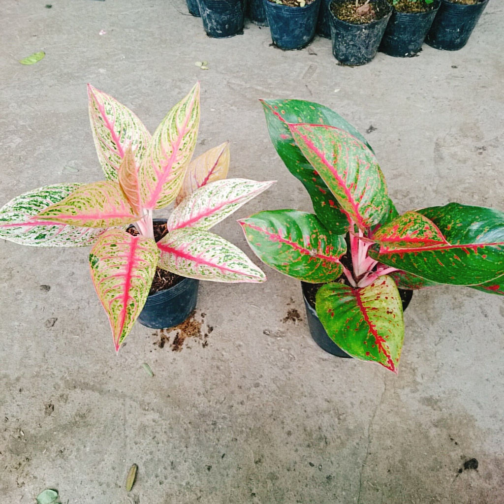 Combo Cây Thịnh Vượng + Cây Như Ý (Cặp đôi phu thê)