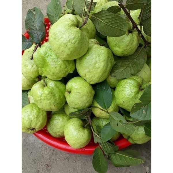 Cây Giống Ổi Nữ Hoàng - cây ăn quả