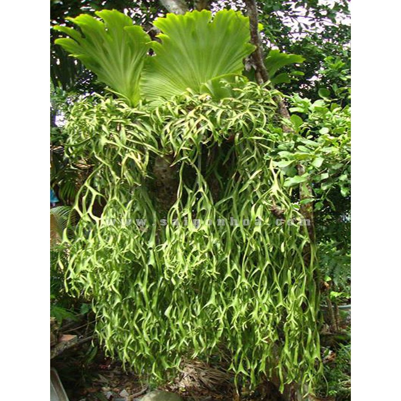 Cây ổ rồng - Cây Tổ Rồng | Shopee Việt Nam