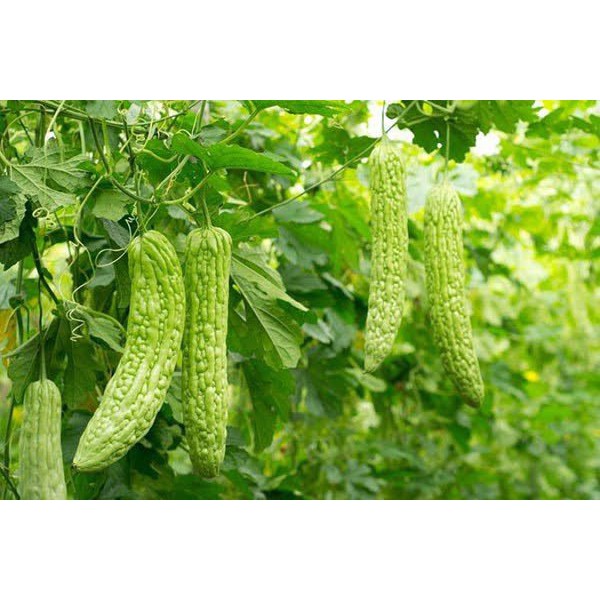 2 Gam Hạt Giống Mướp Đắng Trơn Hàng F1 Siêu Trái, Quả Lớn Chất Lượng Vượt Trội