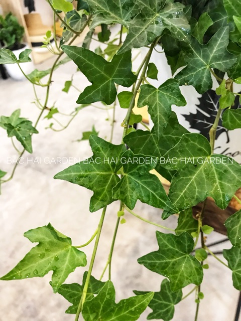 Chậu thường xuân để bàn trang trí nội ngoại nhà ở, văn phòng thất kèm chậu