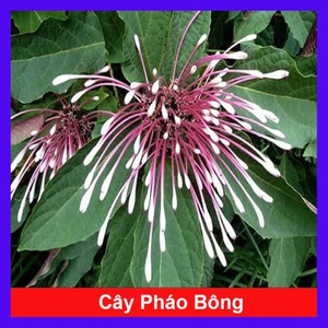 Cây Hoa Pháo Bông - hoa thiên phúc - cây cảnh đẹp