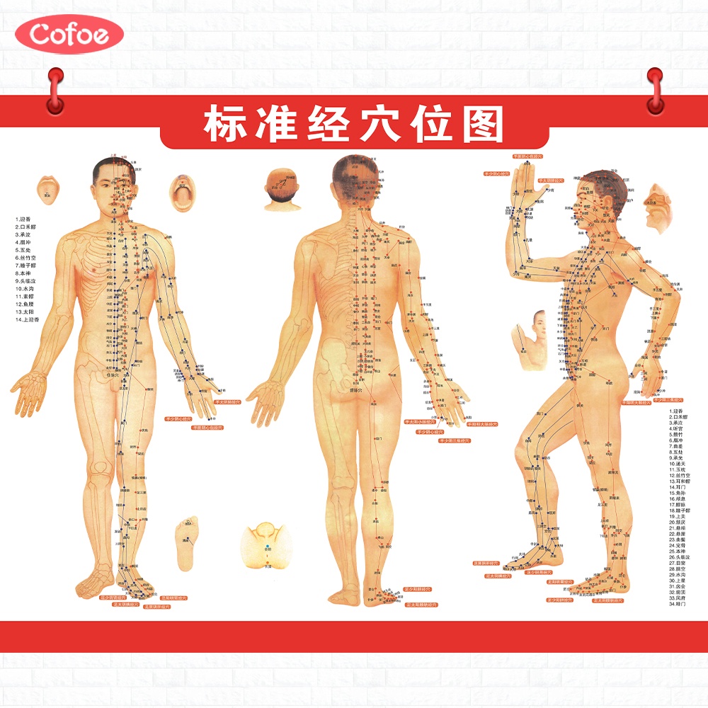 Ảnh Sơ đồ Cofoe mô tả kinh tuyến và huyệt đạo cơ thể con người 1
