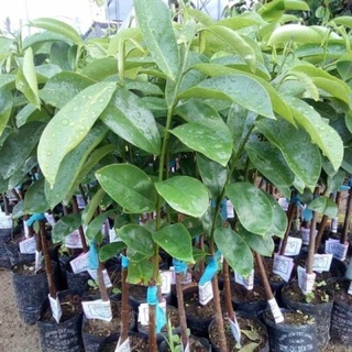 Cây mãng cầu xiêm ( mãng cầu gai) cao 50-70 cm .