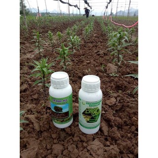NẤM ĐỐI KHÁNG TRICHODERMA BACILLUS HLC (DẠNG NƯỚC) 500ML - Ủ PHÂN CHUỒNG, TƯỚI CÂY, ĐỐI KHÁNG NẤM BỆNH, CẢI TẠO ĐẤT