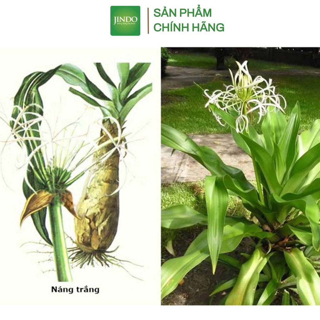 Cây náng hoa trắng khô thượng hạng JINDO 1kg
