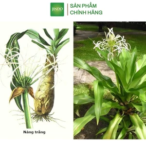 Cây náng hoa trắng khô thượng hạng JINDO 1kg