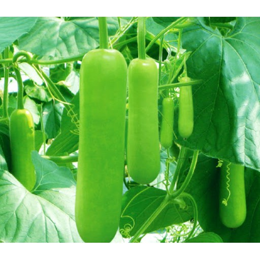 HẠT GIỐNG Bầu sao lai quả ngắn cực dễ trồng nảy mầm 90% gói 10 hạt bốn mùa