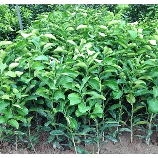 Cây Giống Bưởi Đỏ Phúc Kiến .