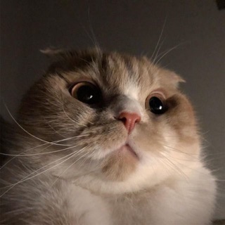 trinh_lynxx