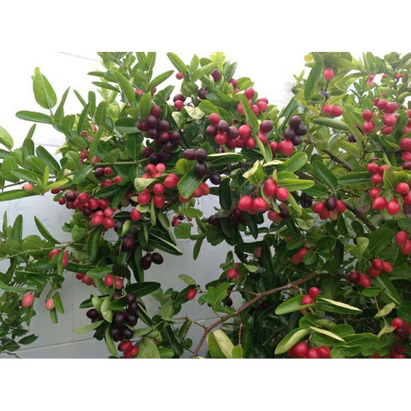 Cây Si-rô Giống- tặng kèm phân bón | Shopee Việt Nam