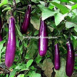 Hạt Giống Các Loại Cà Phương Nam