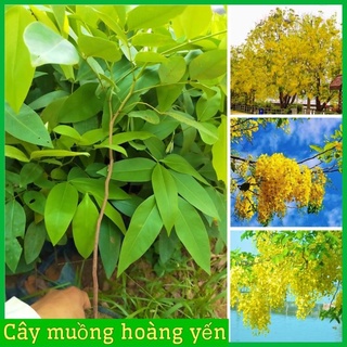 Cây muồng hoàng yến gieo hạt cao 70- 90 cm. .