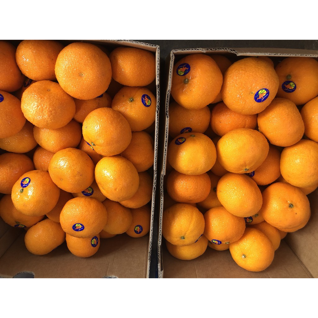 [ GIAO HỎA TỐC HCM ] [ JENNY FRUIT ] Set 1 kg Quýt Úc ngon ngọt