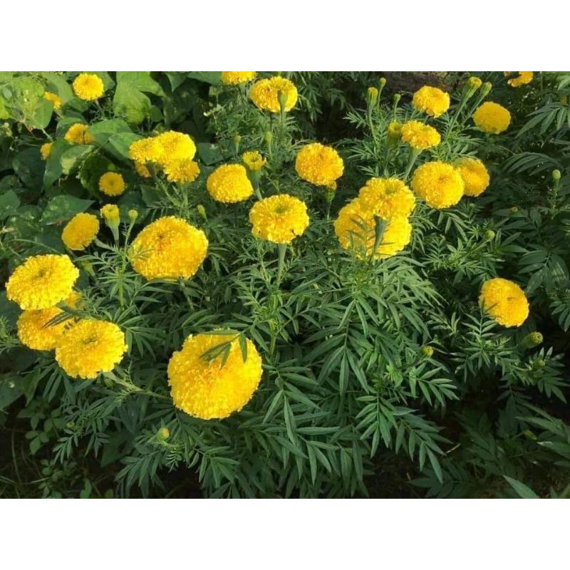 100 Hạt hoa vạn thọ mỹ bông to💖 NẢY MẦM CỰC ĐỈNH 💖 chất lượng cao