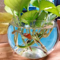 ngoc_1751985