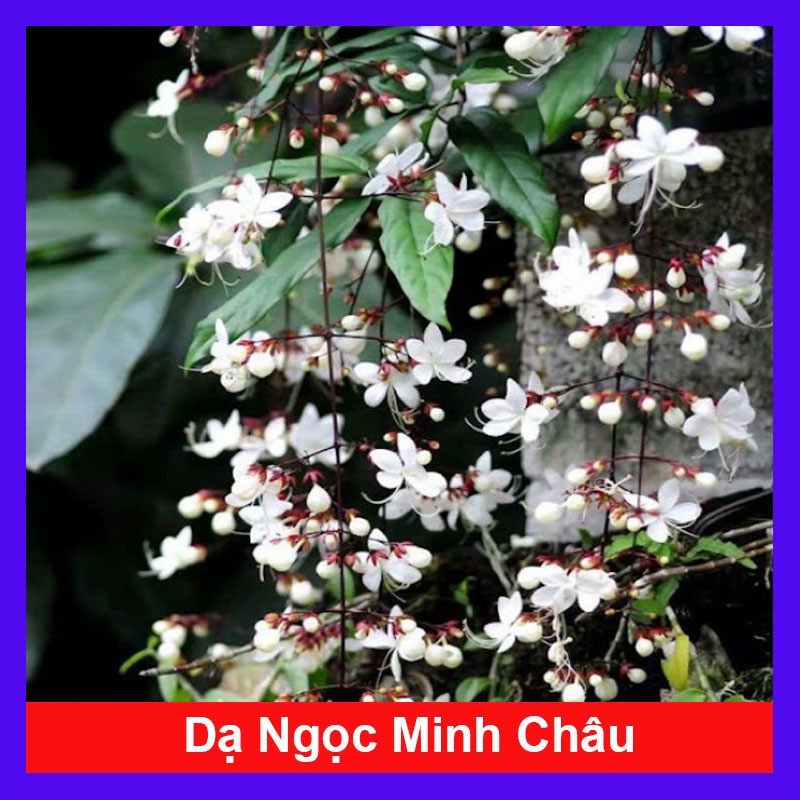 Cây Dạ Ngọc Minh Châu - Hoa đẹp hương thơm dịu nhẹ mang lại may mắn