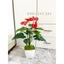 Cây giả - cây hồng môn 50cm