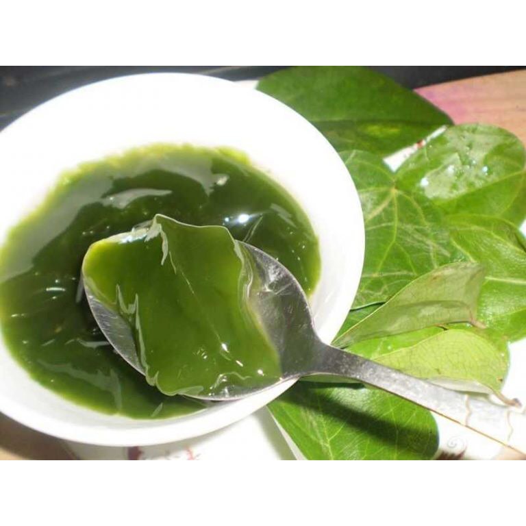 Cây sương sâm lớn, khỏe mạnh