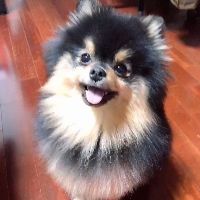 yoentannie