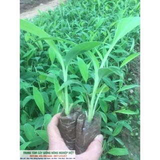 Cây Giống Chuối Tây- Chuối Sứ .